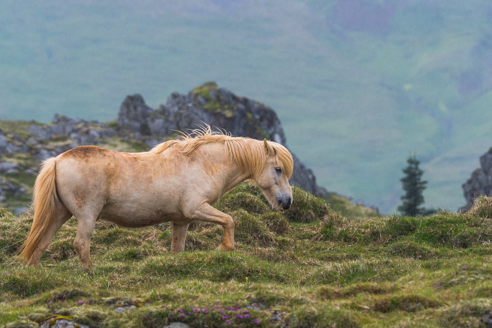 Islandský pony