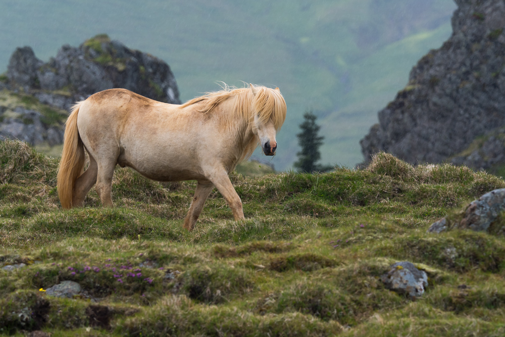 Islandský pony