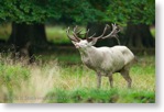Jeleni v oboře Jaegersborg Dyerehavn