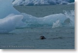 Glacier Lagoon