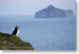 Papuchalci na Westmanských ostrovech