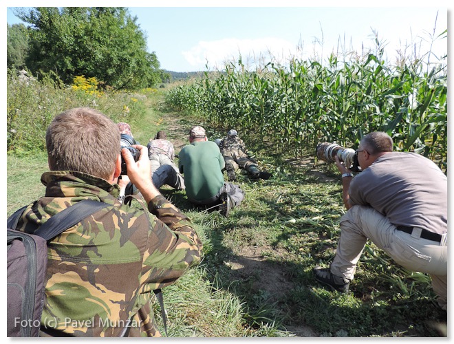 Fotografování divokých králíků