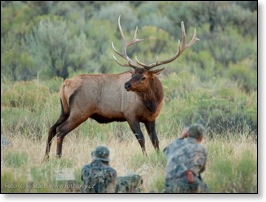 Fotografování jelenů wapiti v Yellowstone N.P.