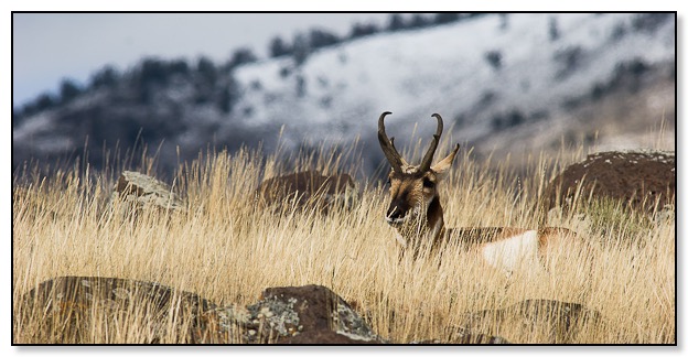 Vidloroh americký v Yellowstone N.P.