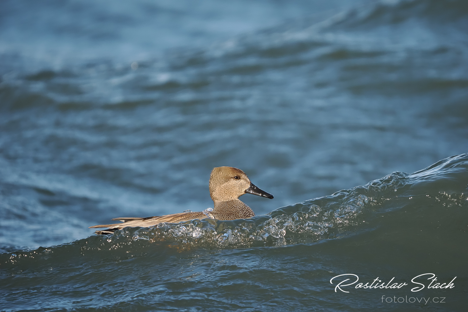 500 mm, čas 1/3200, clona 5,6, ISO 1600