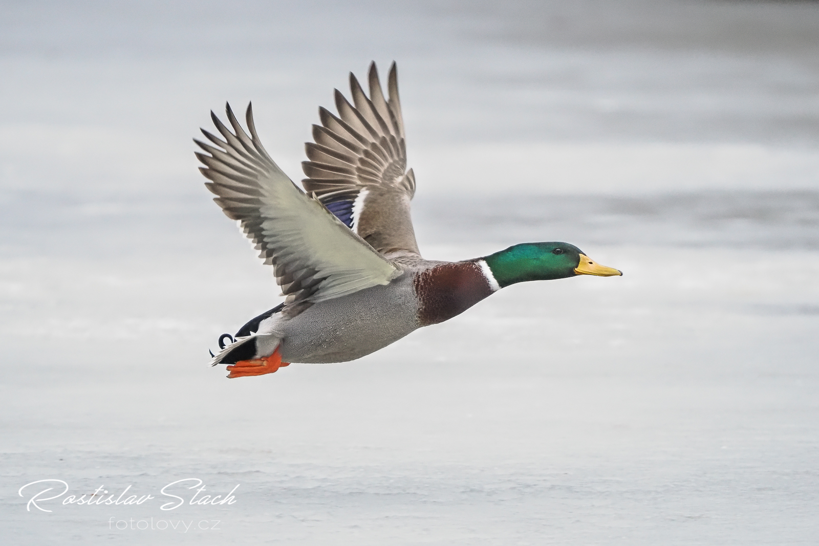 500 mm, čas 1/2000, clona 5,6, ISO 5000