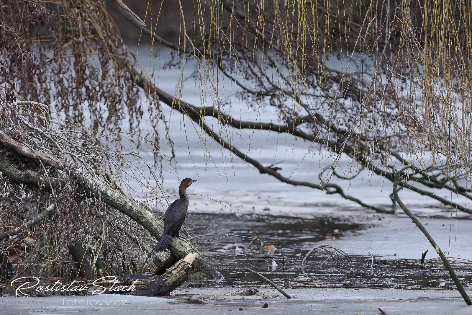 400 mm, čas 1/1600, clona 5,6, ISO 4000