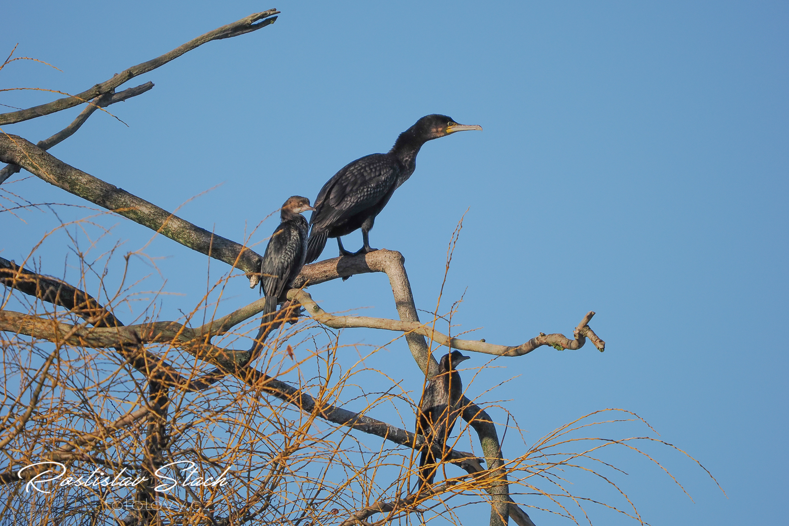 500 mm, čas 1/5000, clona 5,6, ISO 800