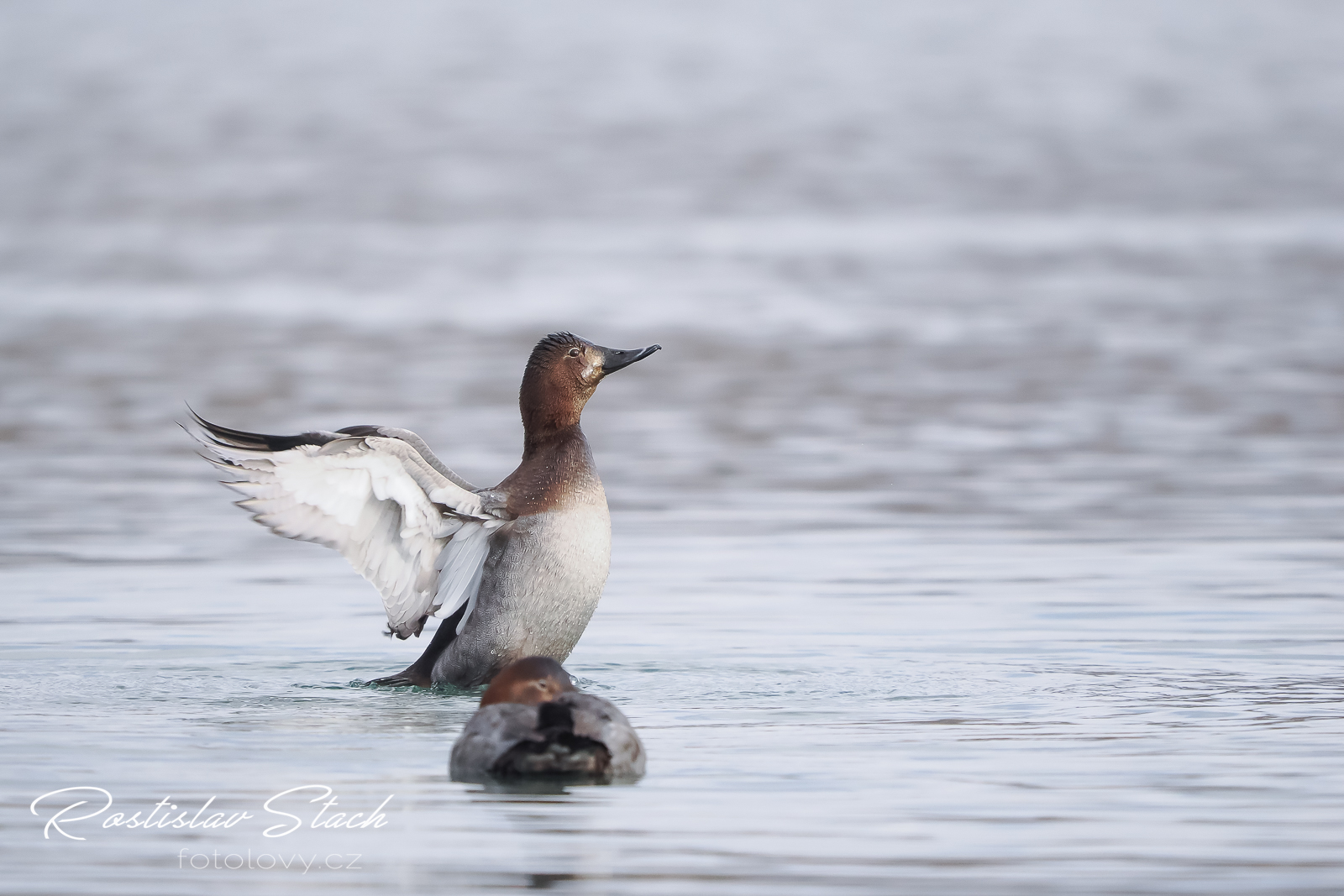 500 mm, čas 1/1600, clona 5,6, ISO 1600