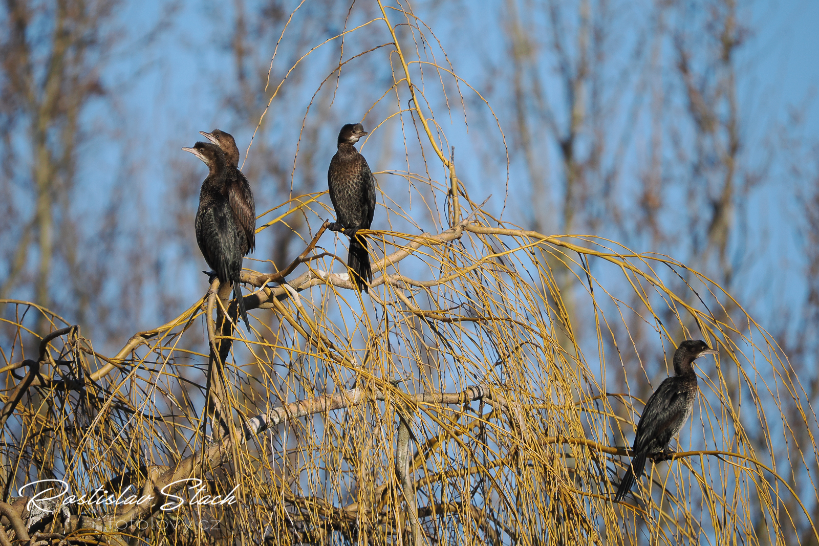 500 mm, čas 1/4000, clona 5,6, ISO 800