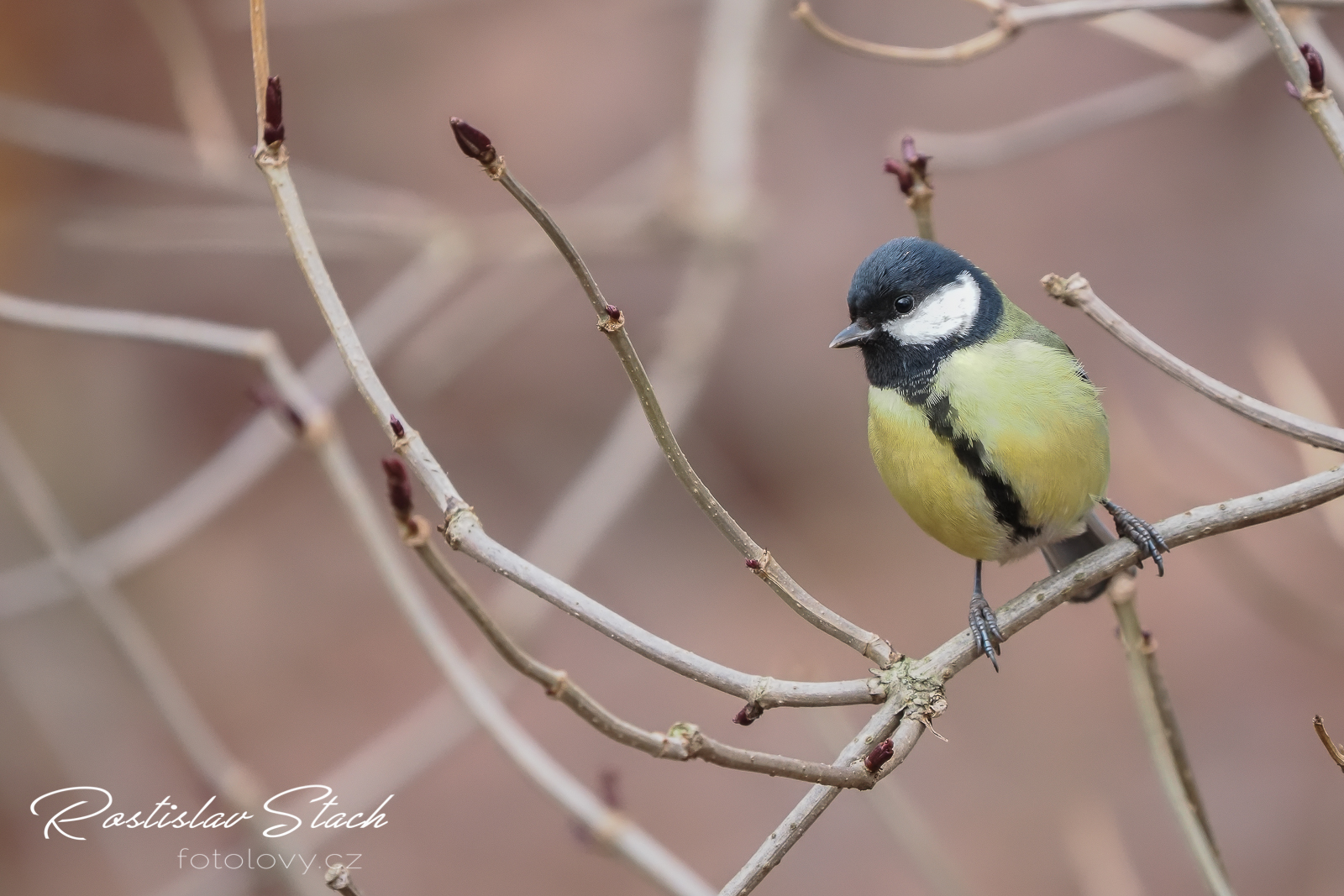 500 mm, čas 1/500, clona 5,6, ISO 3200