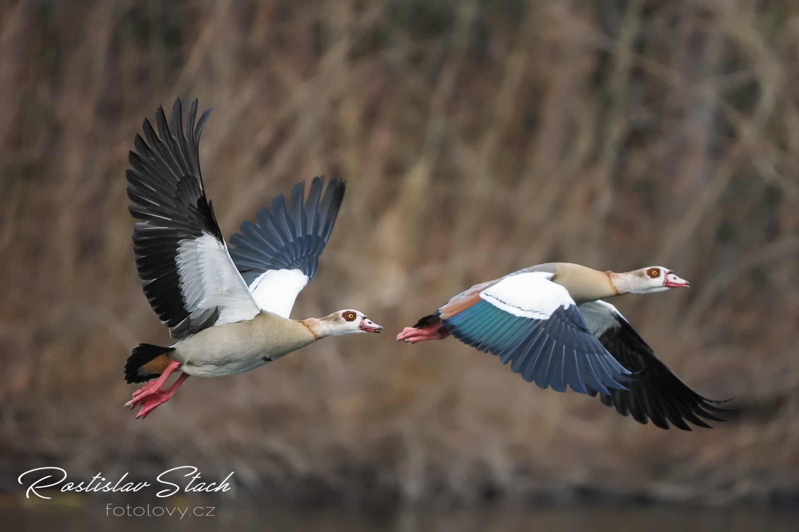 400 mm, čas 1/1600, clona 4,5, ISO 3200