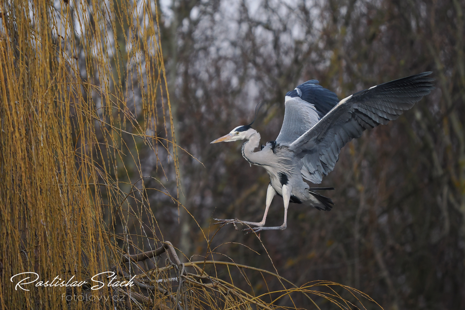 500 mm, čas 1/2000, clona 5,6, ISO 1250