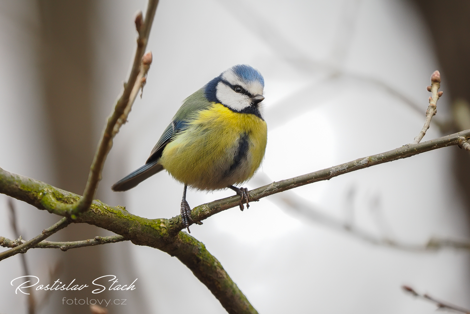 500 mm, čas 1/320, clona 5,6, ISO 1000