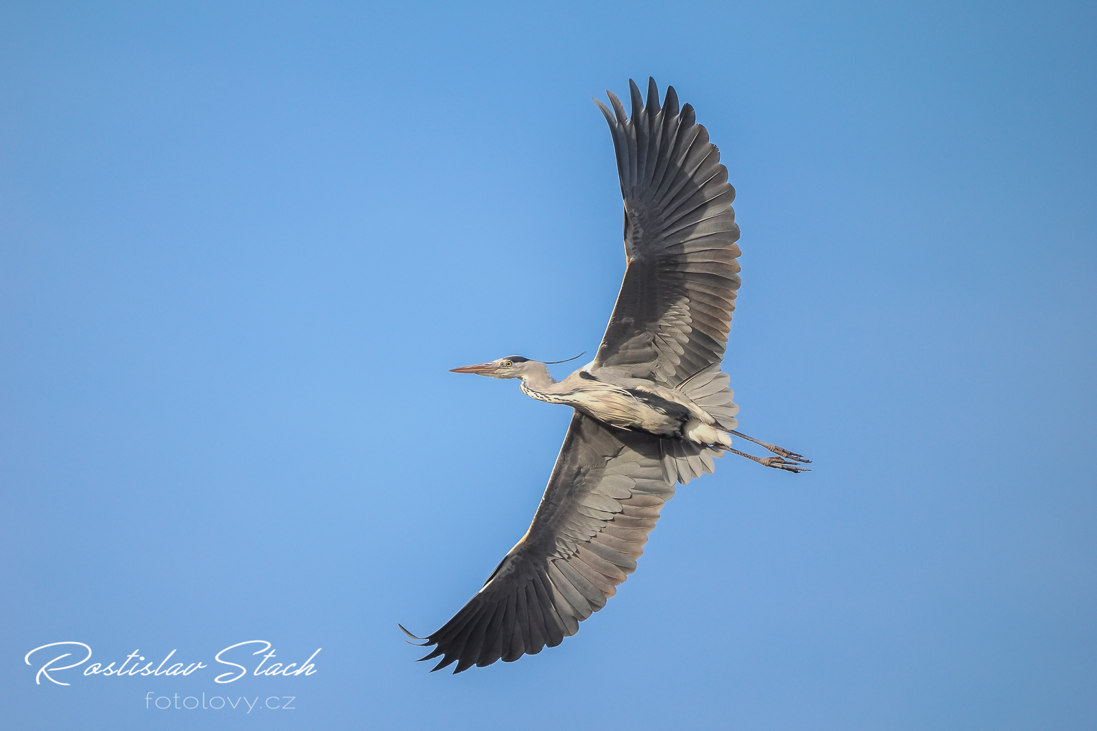 400 mm, čas 1/1600, clona 4,5, ISO 1250