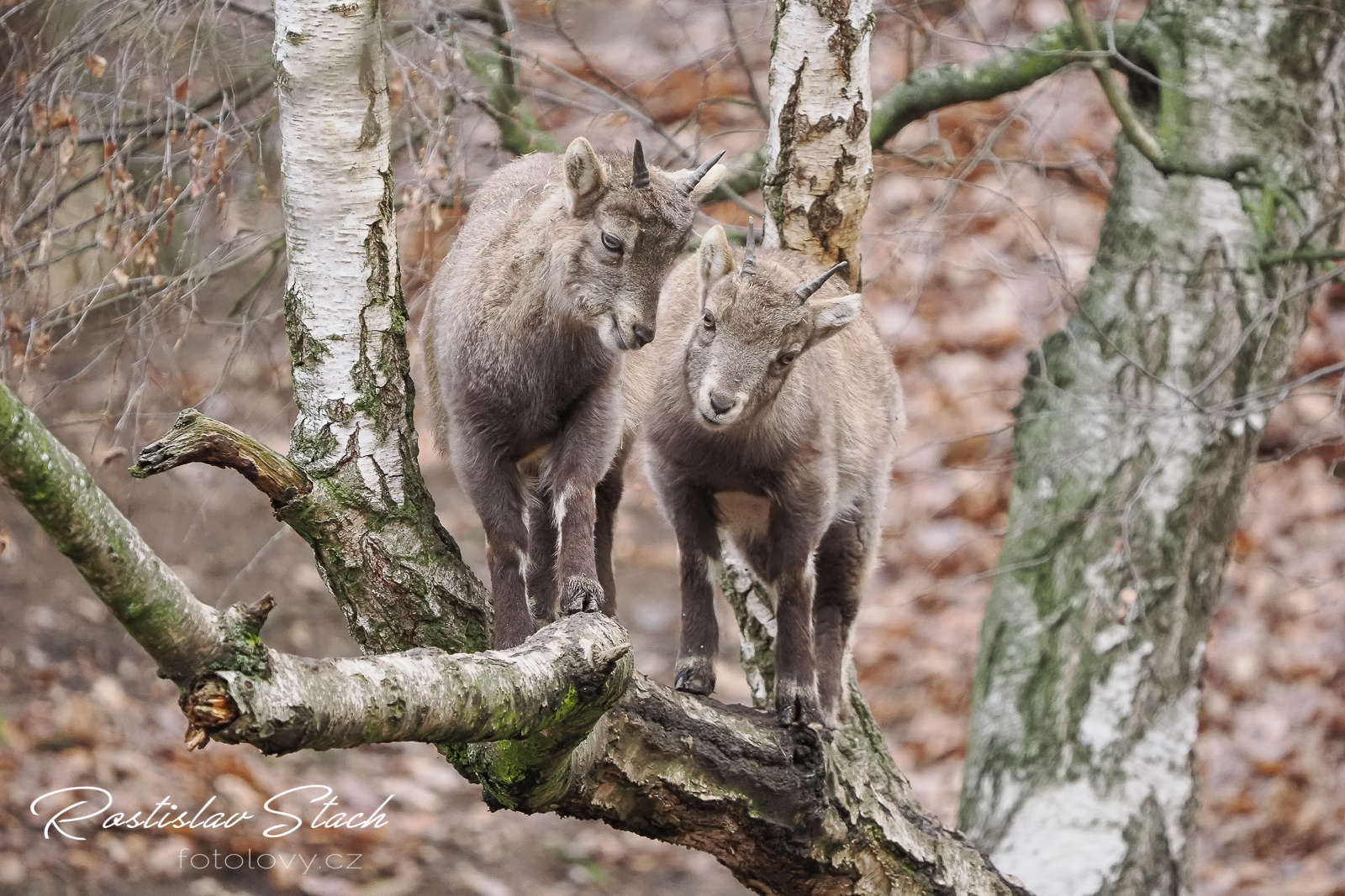 400 mm, čas 1/1000, clona 4,5, ISO 3200