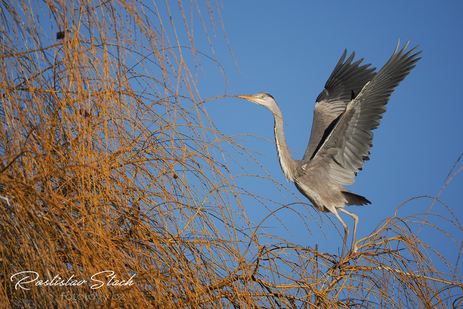 500 mm, čas 1/5000, clona 5,6, ISO 500