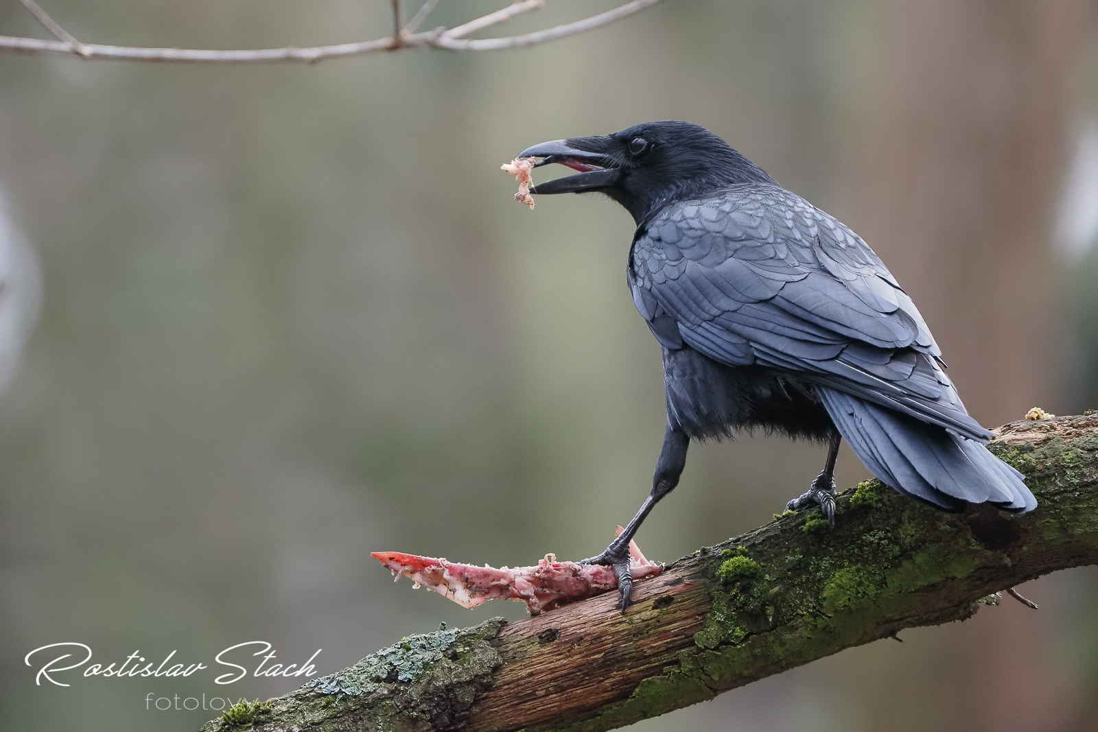 500 mm, čas 1/500, clona 5,6, ISO 4000