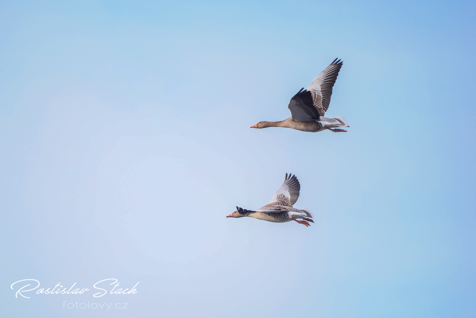 400 mm, čas 1/1600, clona 4,5, ISO 1000