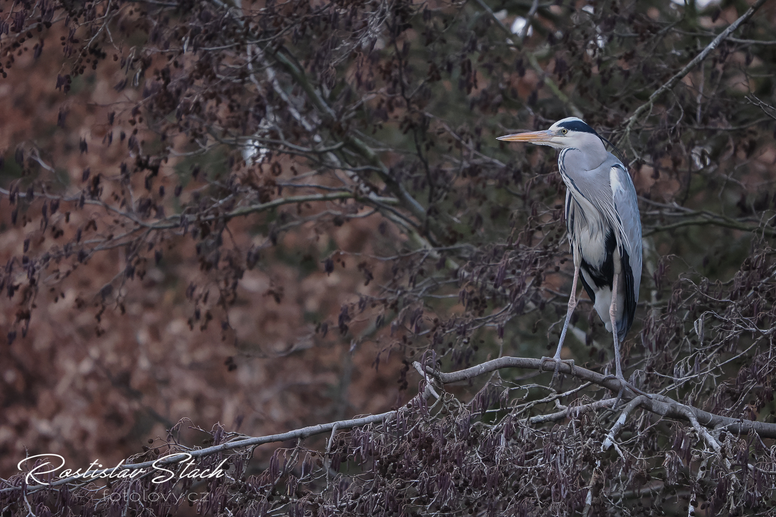 356 mm, čas 1/1600, clona 4,5, ISO 5000