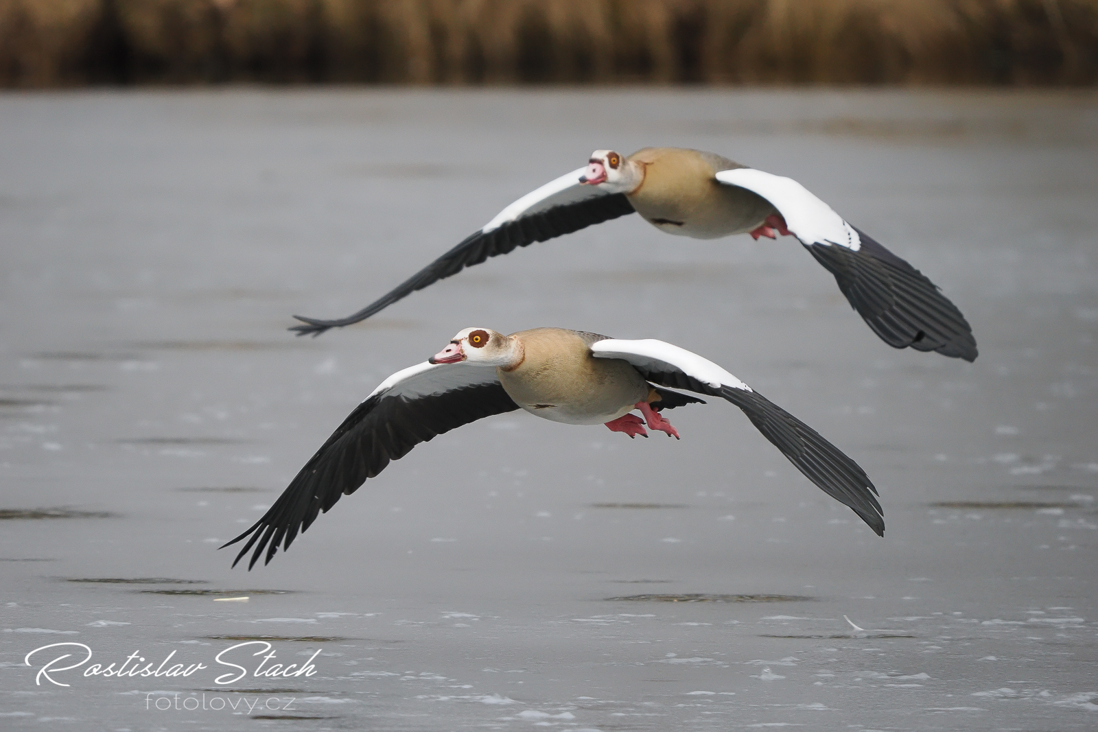 500 mm, čas 1/1600, clona 5,6, ISO 1600