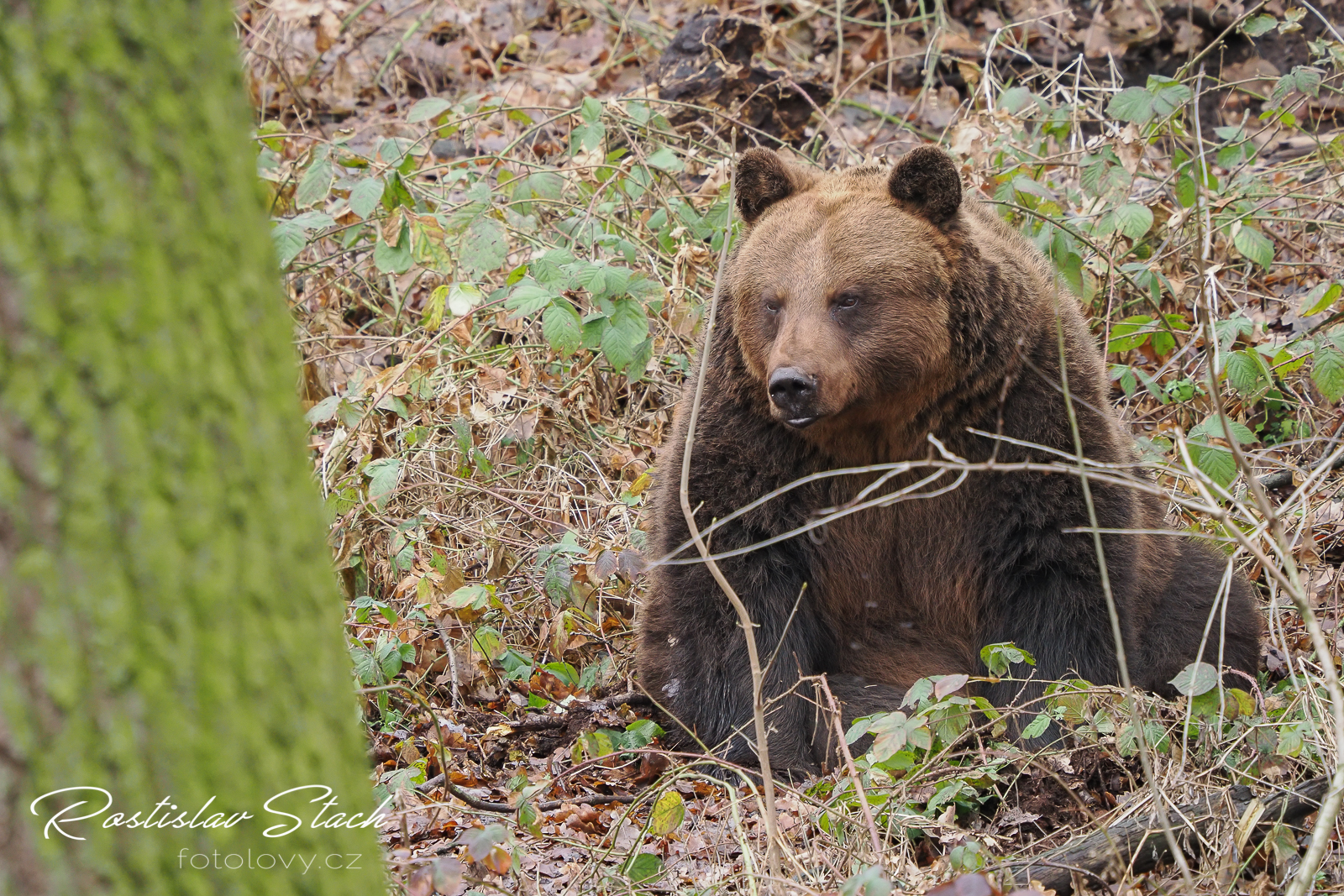 340 mm, čas 1/320, clona 5,6, ISO 1600