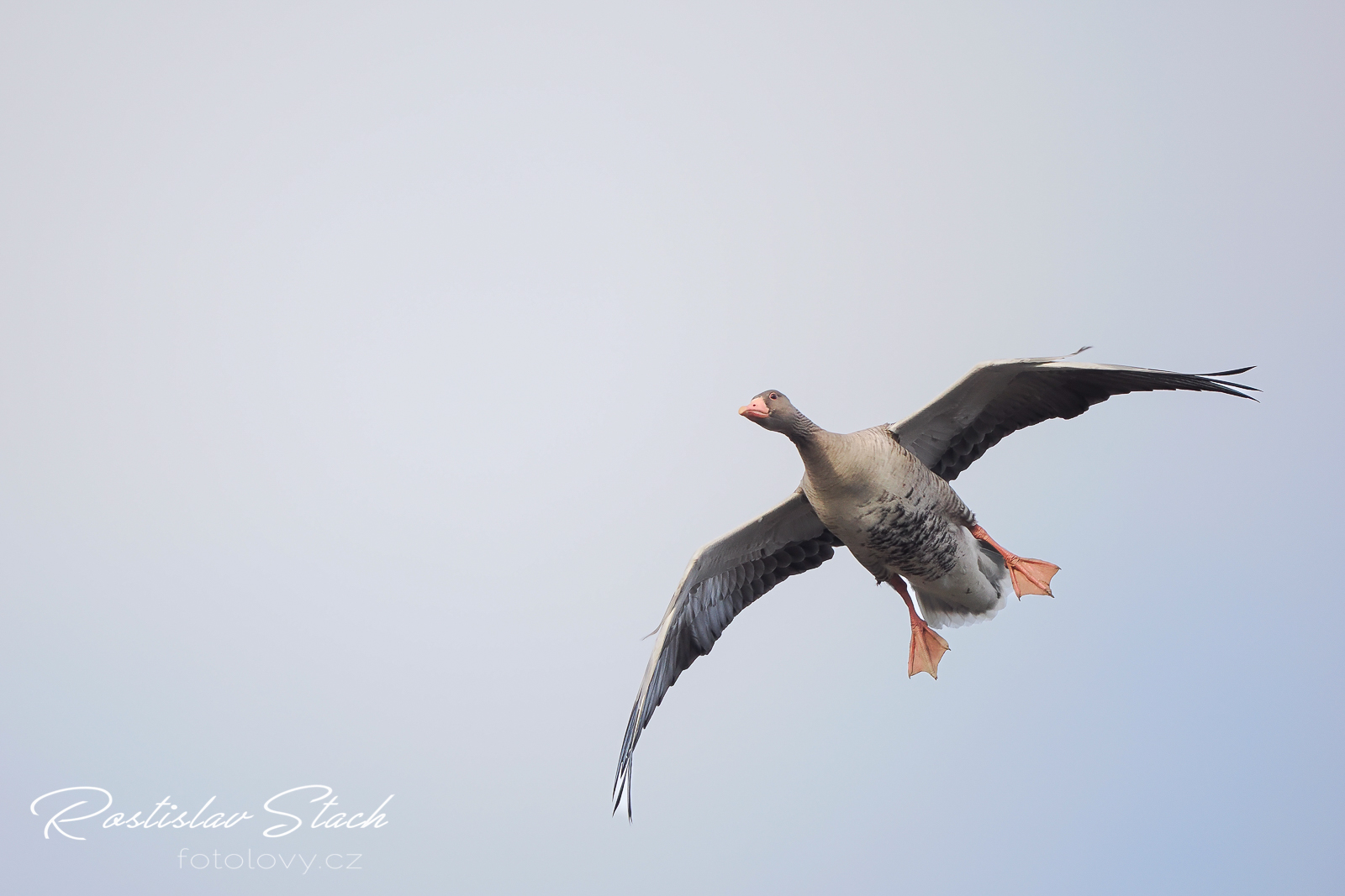 400 mm, čas 1/1600, clona 4,5, ISO 800