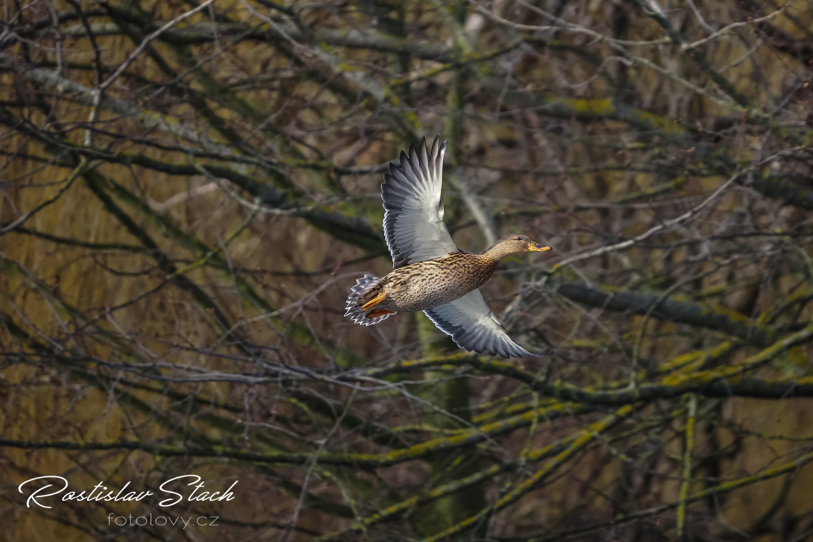 400 mm, čas 1/1600, clona 4,5, ISO 2500