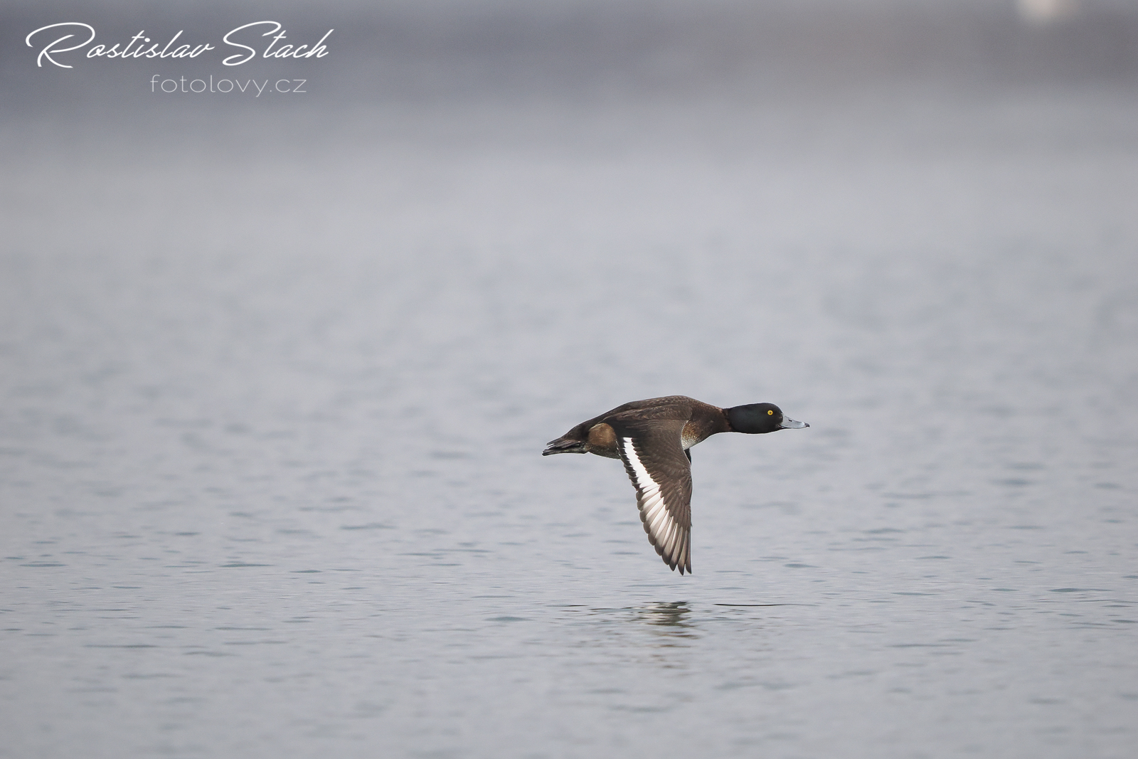 500 mm, čas 1/1600, clona 5,6, ISO 1600