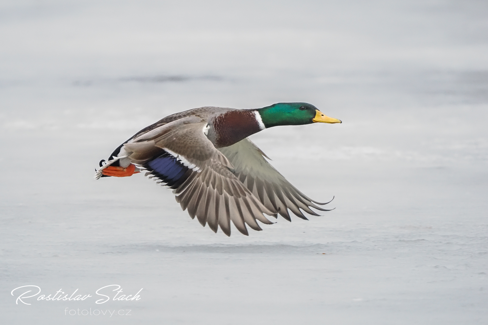 500 mm, čas 1/2000, clona 5,6, ISO 5000