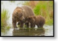 Grizzly v N.P. Katmai