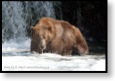 Grizzly v N.P. Katmai