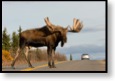 Los v N.P. Denali