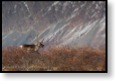Sob karibu u cesty Denali Highway