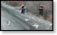 Fotografov&aacute;n&iacute; bělokurů v N.P. Denali
