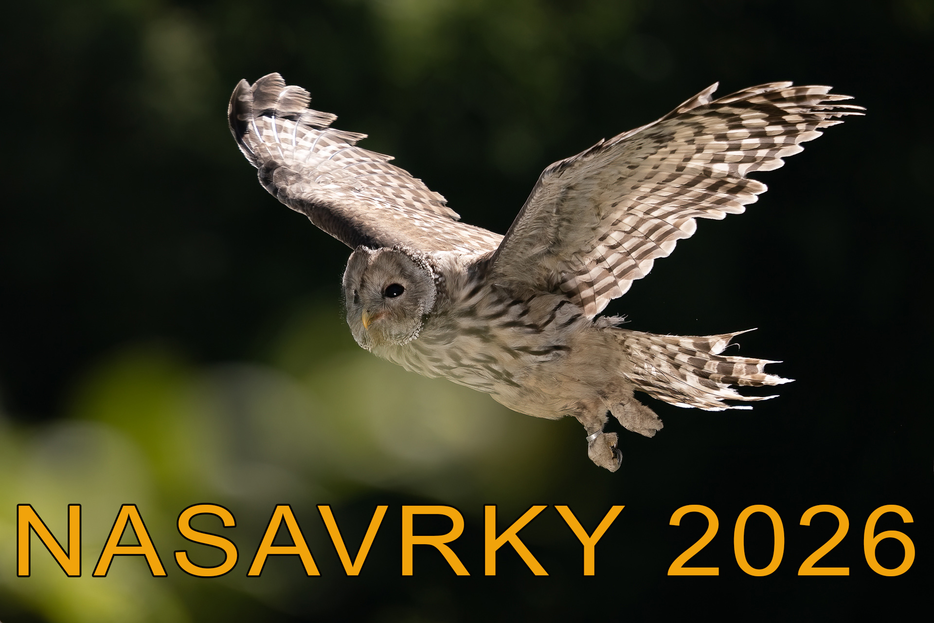 nasavrky 2026