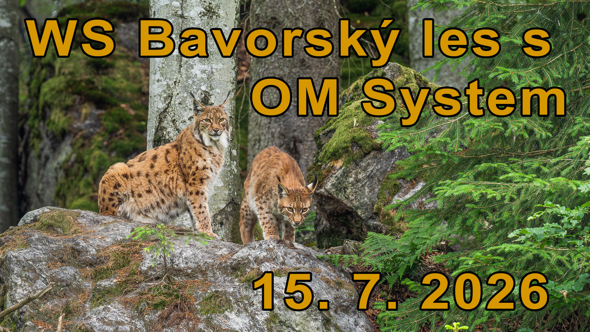 ws_bavory