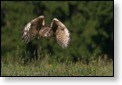 V&yacute;r velk&yacute;, WS fotografov&aacute;n&iacute; dravců, Luka nad Jihlavou, 20. - 22. 8. 2010