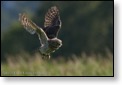 S&yacute;ček obecn&yacute;, WS fotografov&aacute;n&iacute; dravců, Luka nad Jihlavou, 20. - 22. 8. 2010