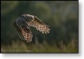 Sýček obecný, WS fotografování dravců, Luka nad Jihlavou, 20. - 22. 8. 2010
