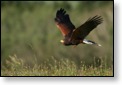 Káně Harrisova, WS fotografování dravců, Luka nad Jihlavou, 20. - 22. 8. 2010
