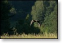 Orel mořský, WS fotografování dravců, Luka nad Jihlavou, 20. - 22. 8. 2010