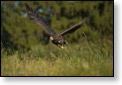 Orel mořsk&yacute;, WS fotografov&aacute;n&iacute; dravců, Luka nad Jihlavou, 20. - 22. 8. 2010