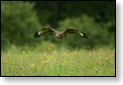K&aacute;ně lesn&iacute;, WS fotografov&aacute;n&iacute; dravců,Luka nad Jihlavou