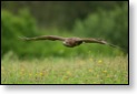 Káně lesní, WS fotografování dravců,Luka nad Jihlavou