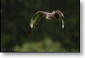 K&aacute;ně lesn&iacute;, WS fotografov&aacute;n&iacute; dravců,Luka nad Jihlavou