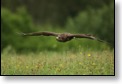 Káně lesní, WS fotografování dravců,Luka nad Jihlavou