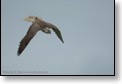 Káně lesní, WS fotografování dravců,Luka nad Jihlavou