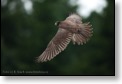 Kříženec sokola loveckého,WS fotografování dravců,Luka nad Jihlavou