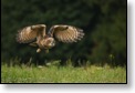Kříženec sokola loveckého, WS fotografování dravců,Luka nad Jihlavou